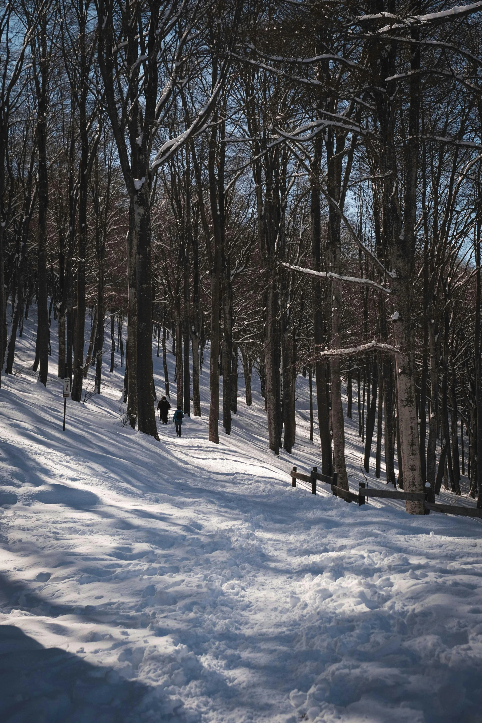 the shadow of a snow boarder on a trail in the forest