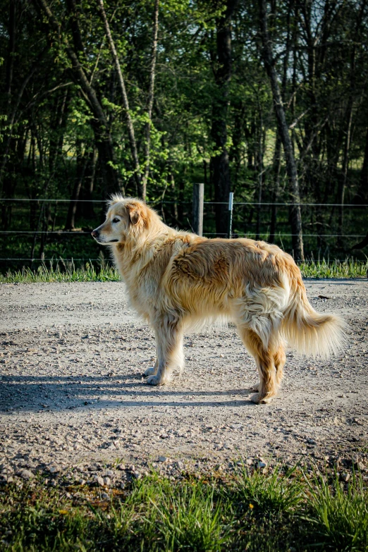 a long - haired, golden haired dog stands in an enclosed area