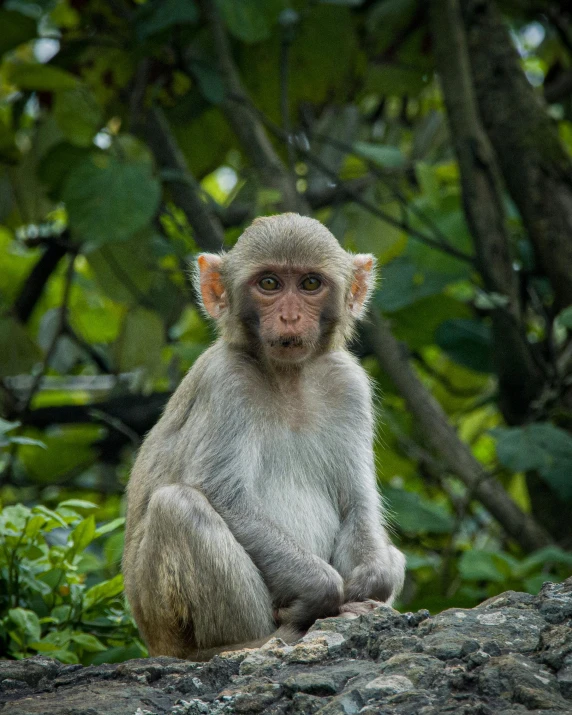 a gray monkey sitting on a tree nch