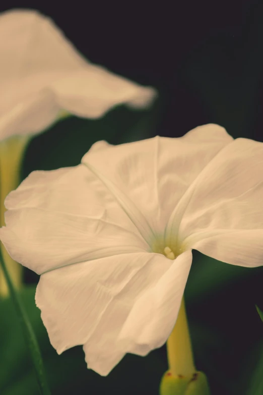 two white flowers with green stems in the middle