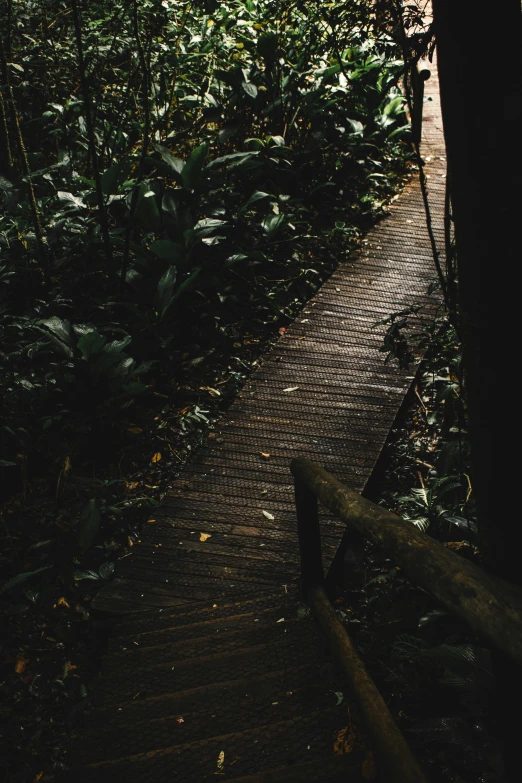 the walkway winds through the forest with dark vegetation