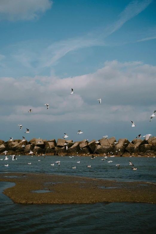 a group of seagulls in flight over the water