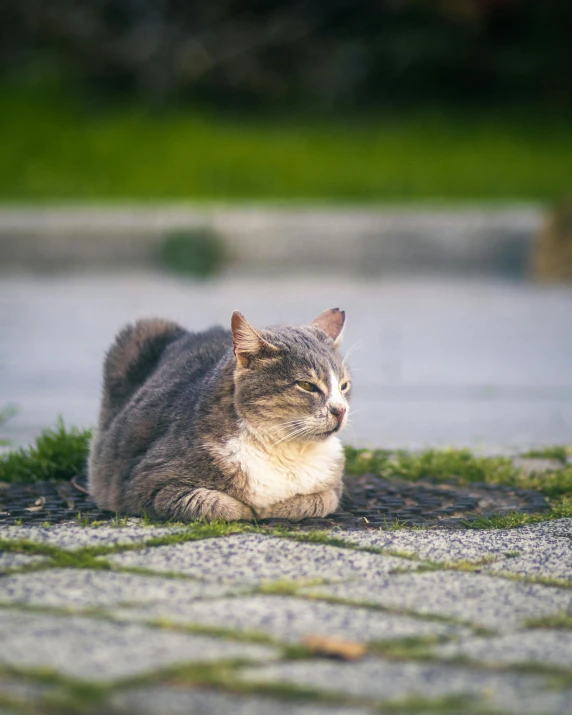 a cat is sitting on the ground and looking off