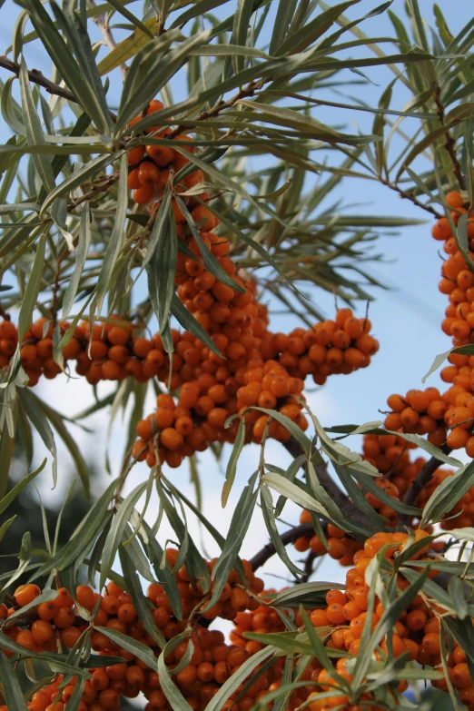 the fruit is ripen on the nch of a tree