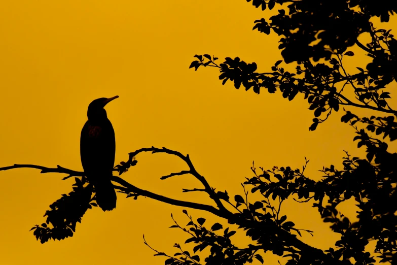 an eagle sits on the nch of a tree