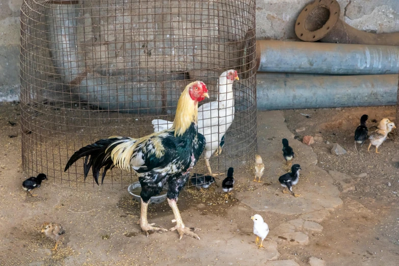 roosters and chickens are on the ground near a cage