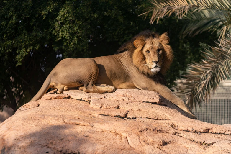 a lion is sitting on the rock and looking at soing