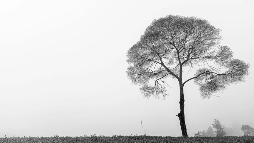 an lonely tree in a foggy field, near a distant horse