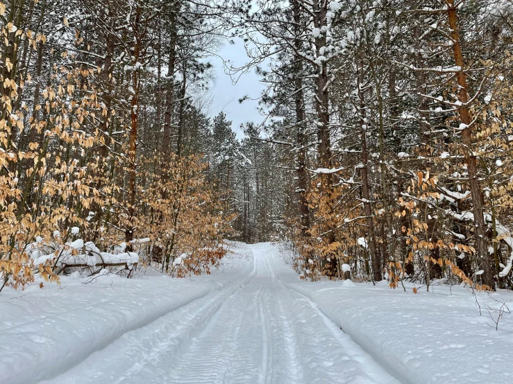 a trail is near some trees covered in snow