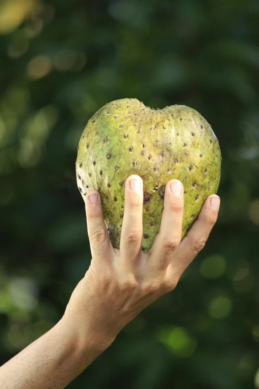person's hands holding an avocado in front of trees