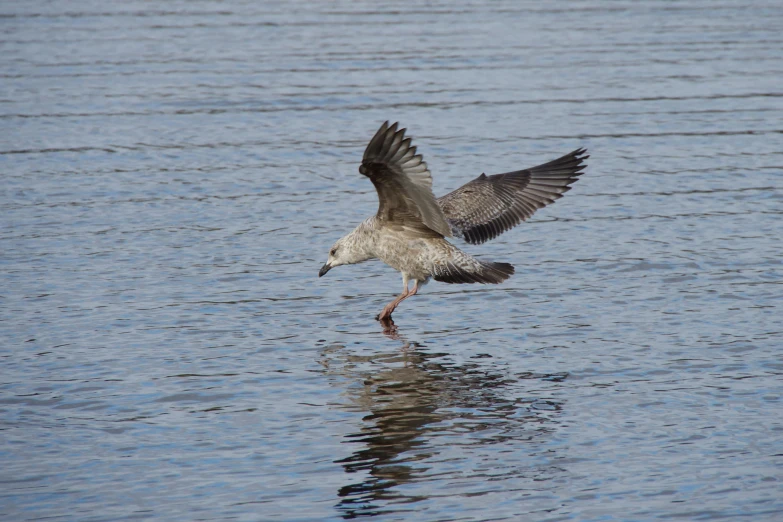 the seagull flies low over the water with its wings extended