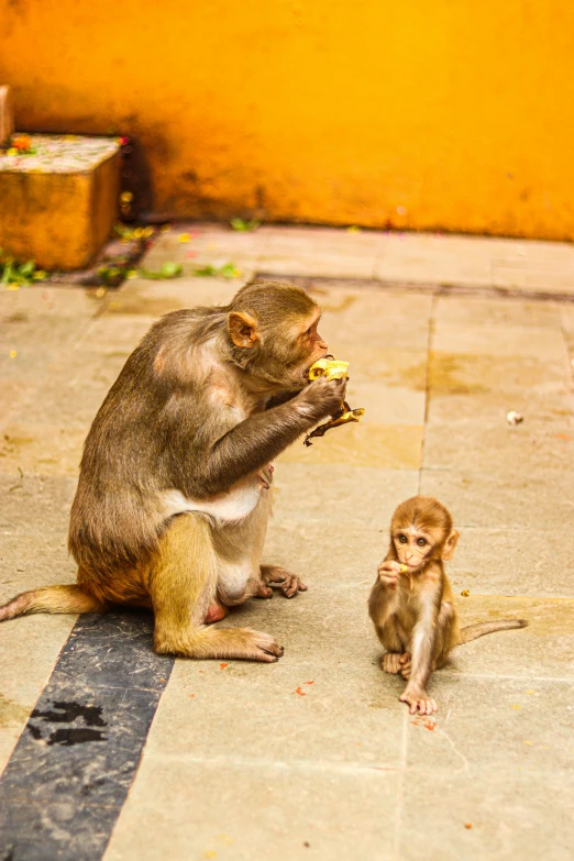 two monkeys sitting next to each other and eating food