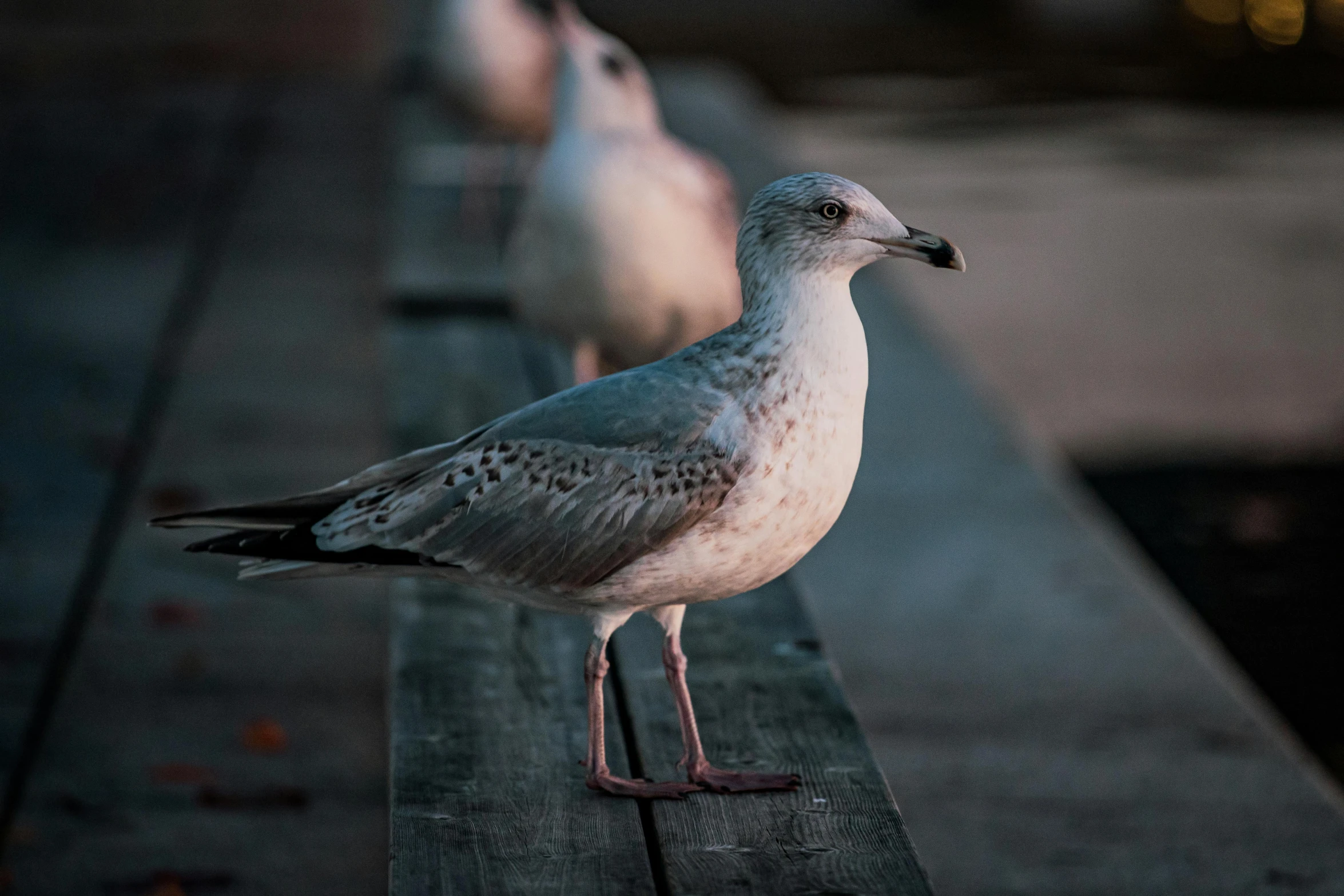 there are two seagulls sitting on a bench together