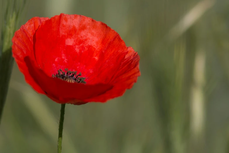 a single red flower on some green grass