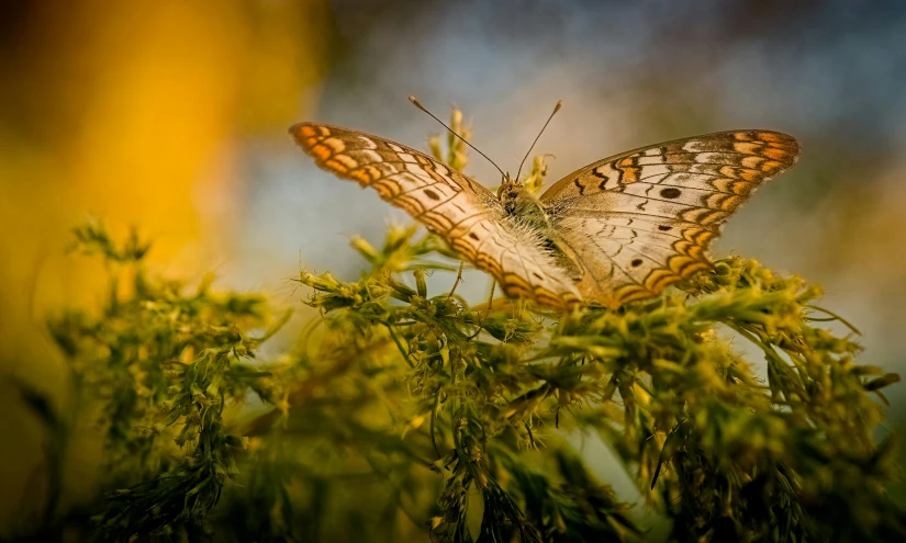 a close up of a erfly in flight on green needles