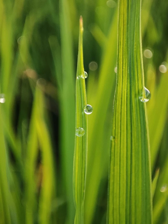 a closeup image of the leaf and water drops on it