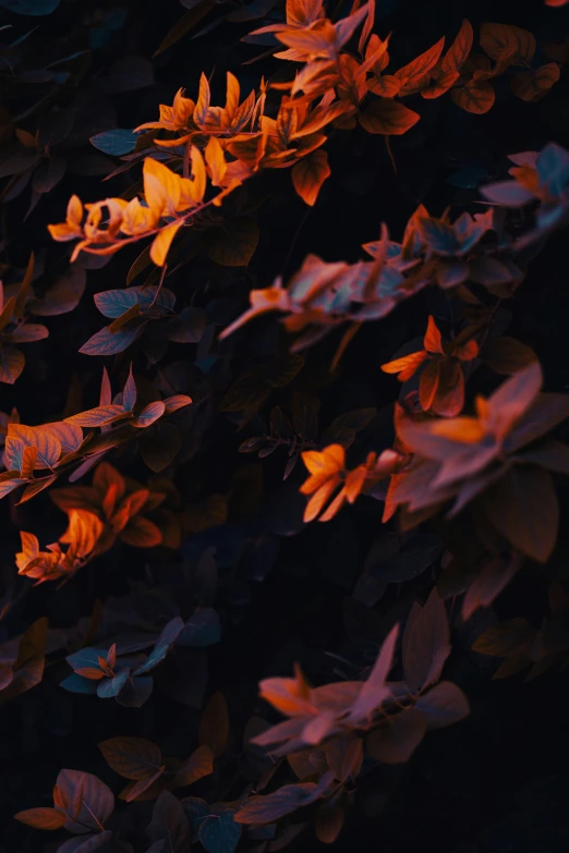 the background of a bunch of leaves, showing the colors changing from orange to red