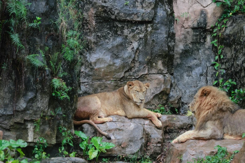 the lions are laying down on some big rocks