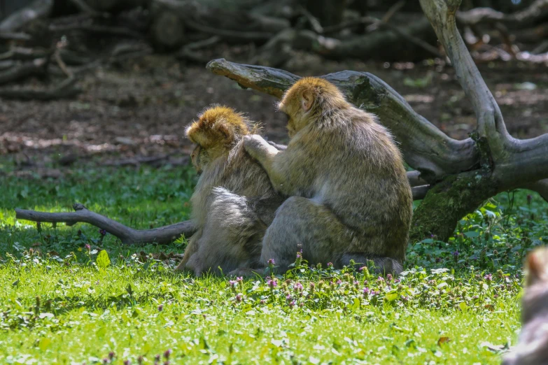 two monkeys sit on their knees next to a fallen tree