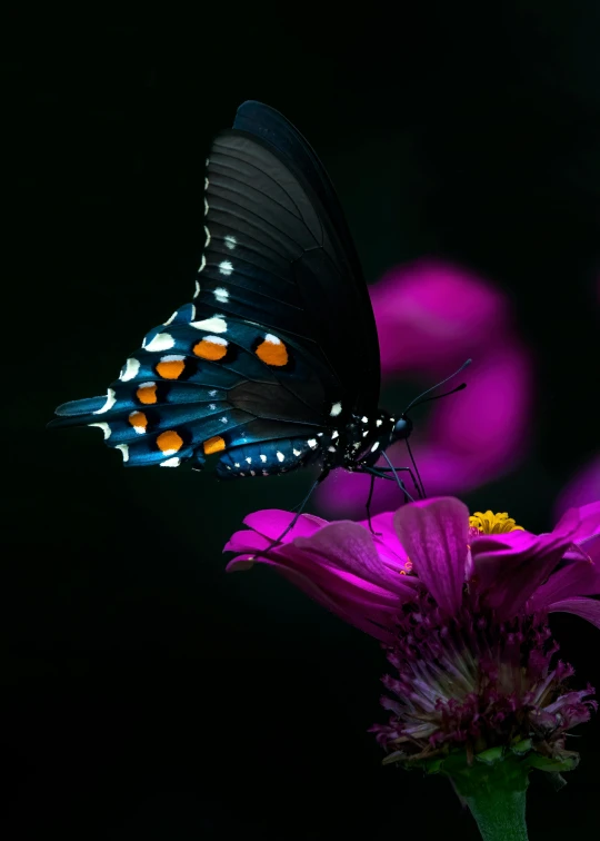 a erfly sitting on a purple flower with blurry background