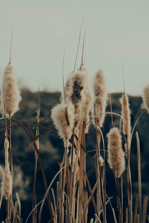 cattails grow in the middle of a field