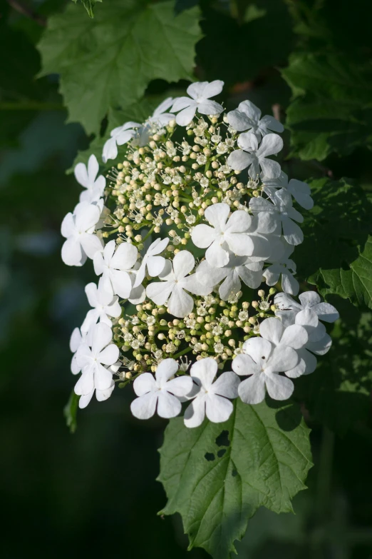 white flower blooming in the sun on a tree