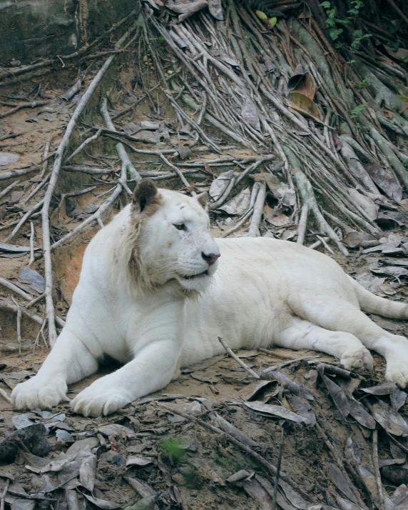 white tiger lying down on some dirt by some nches