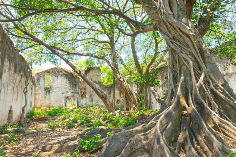 a large tree has its roots spread over the building