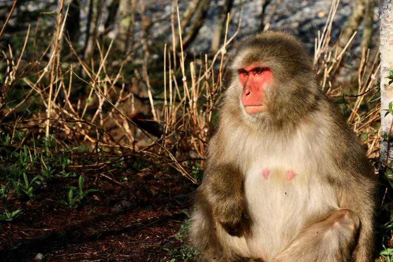 a brown monkey sitting next to a tree and grass