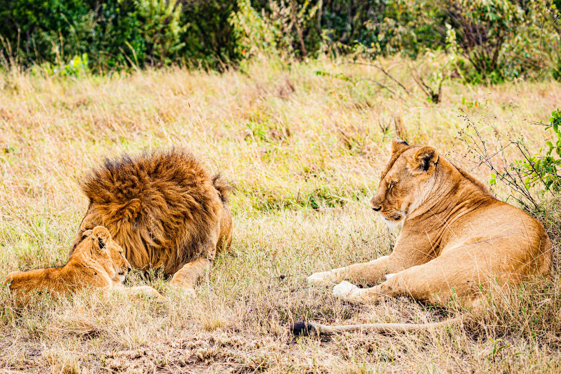 two lions laying in the grass by some bushes