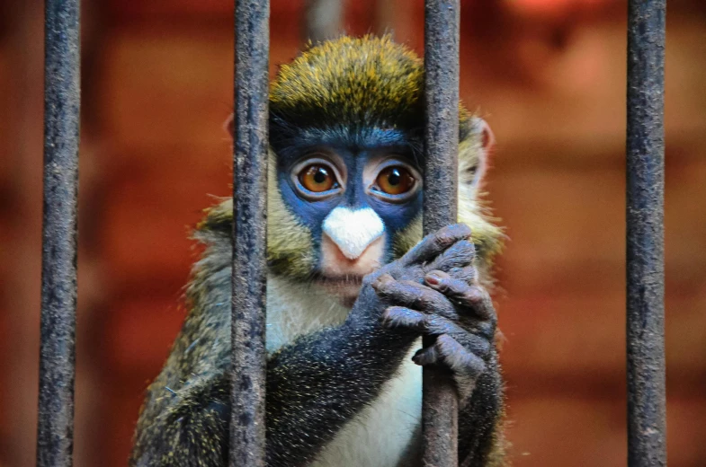 a monkey with a nose ring sitting behind bars