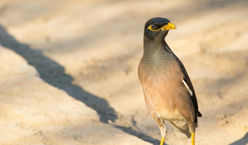 a large bird standing on top of a sandy beach