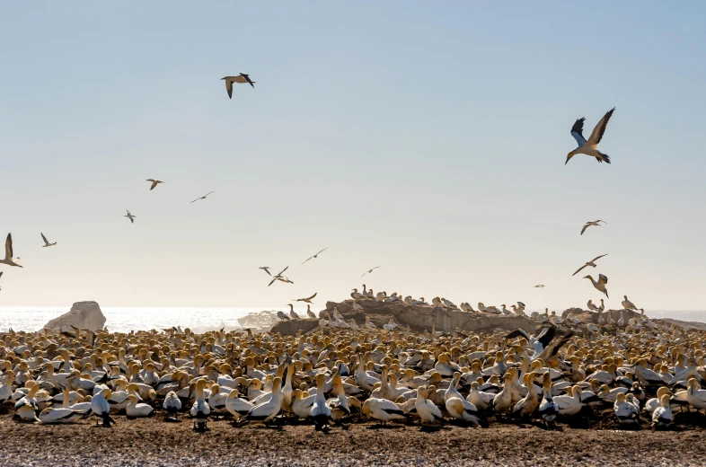 birds are flying around on the ground beside a large body of water