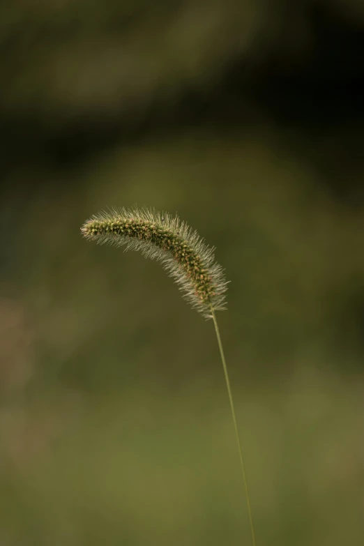 a single flower that is in front of the camera