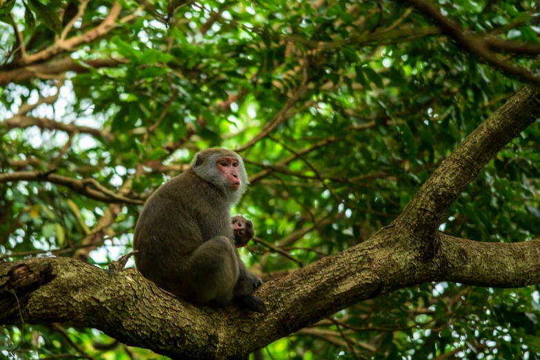 a monkey that is sitting on a nch