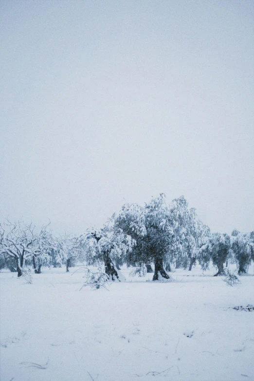 an overcast sky is visible above trees and snow