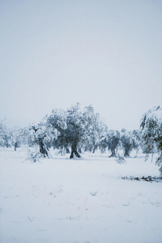 snowy landscape with trees and a sky background