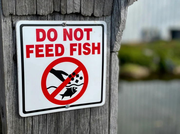 this is an image of a do not feed fish sign