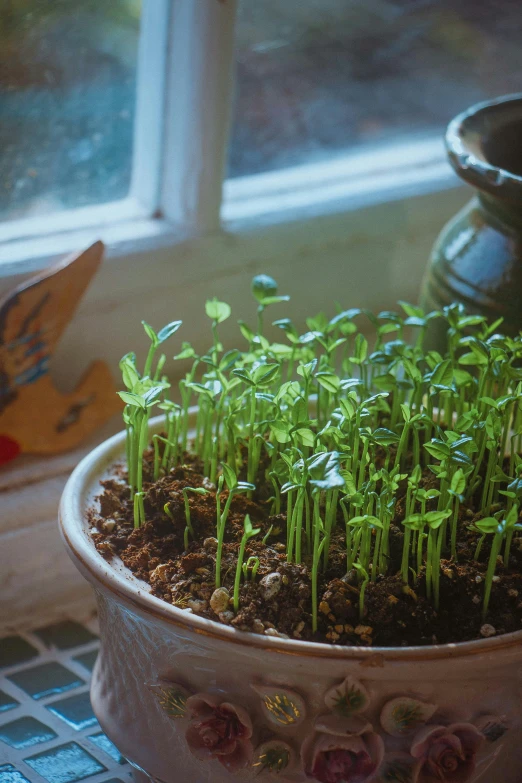 small plants growing in a pot with small dirt areas