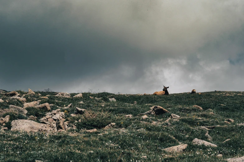 three cattle standing on top of a grass covered hill