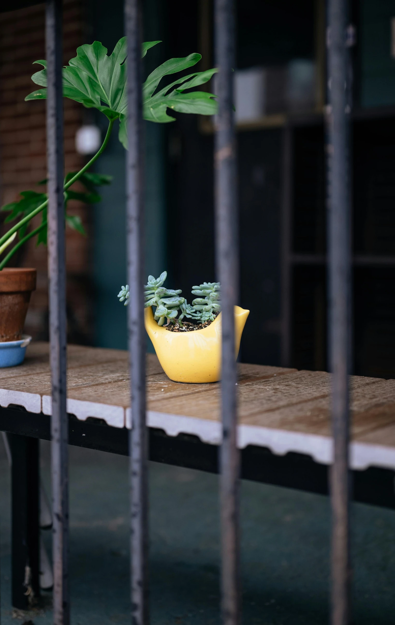 a yellow potted plant sitting on top of a table