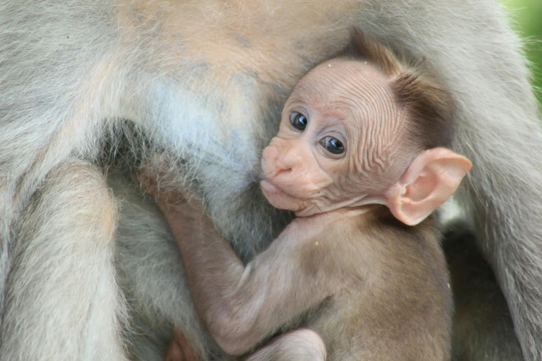 a close up of a baby monkey holding it's mother