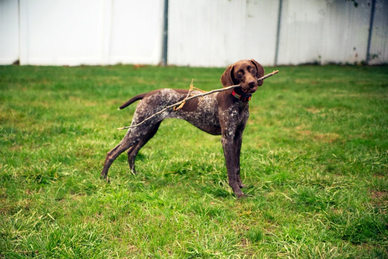 a small dog holds a stick in its mouth