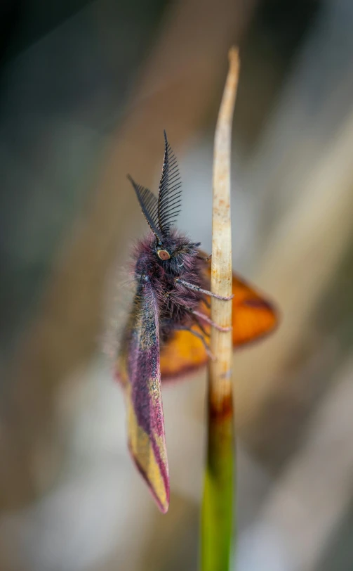 the bug is resting on the stem of a plant