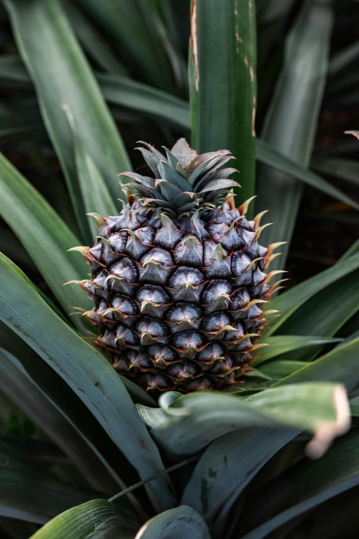 a pineapple sitting on top of green grass