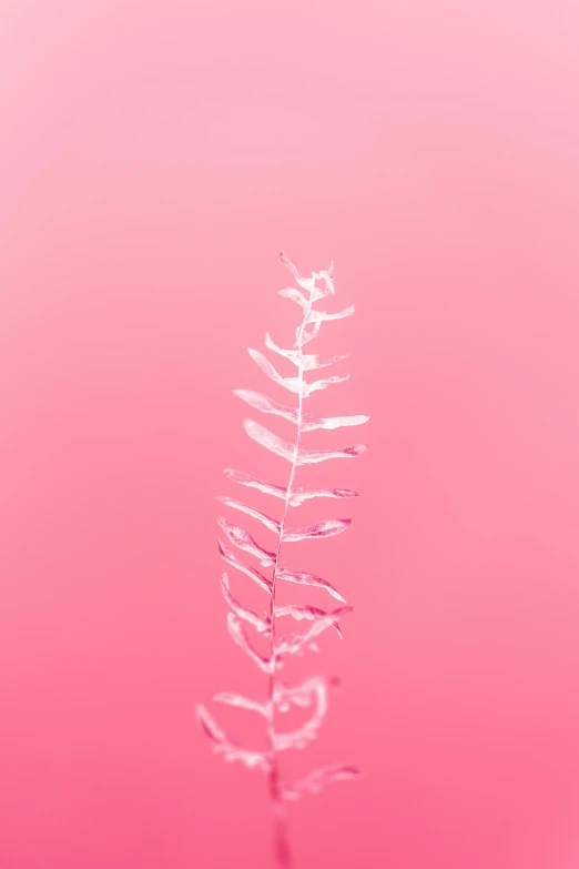 a small plant stem has white leaves against a pink background