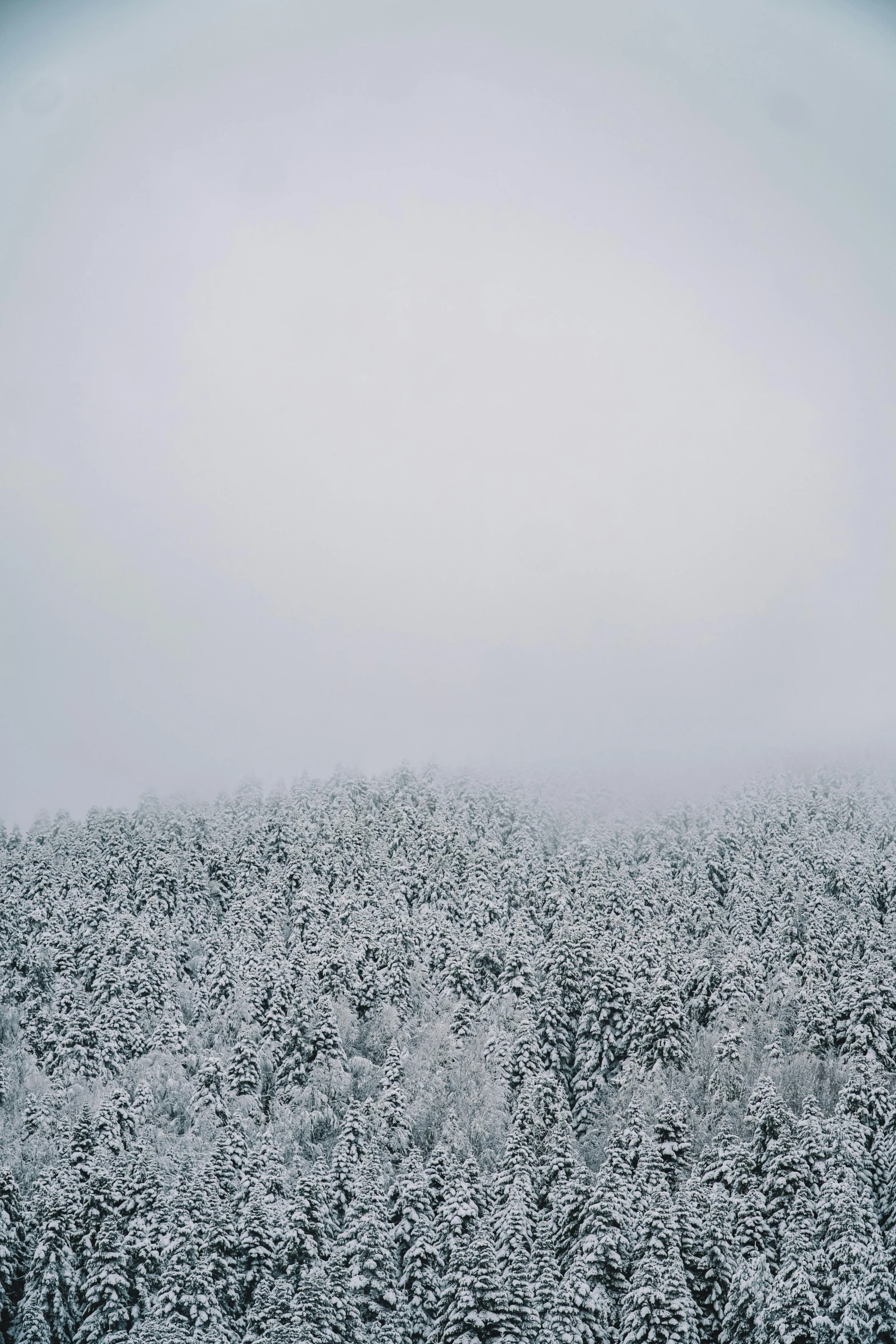 a tree covered field stands in the foreground and fog obscures the sky