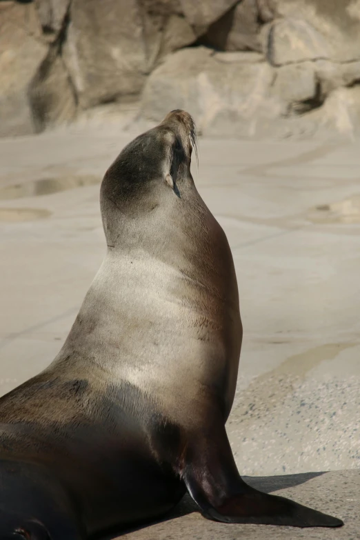 sea lion on sandy beach with rocks behind it