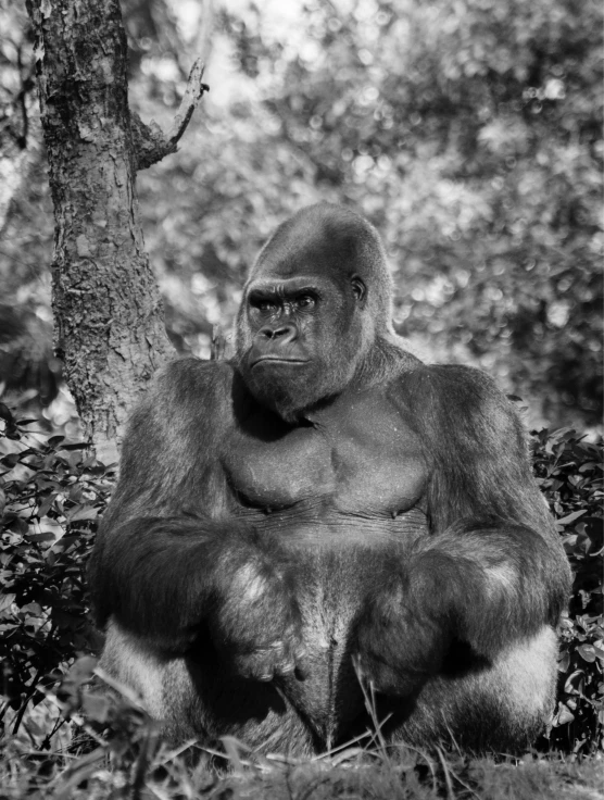 a gorilla sits on the ground next to a tree