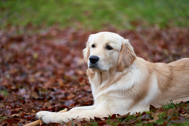 a dog laying on top of leaves in a field